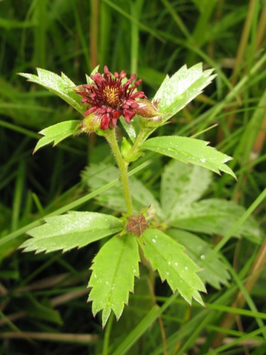 marsh cinquefoil