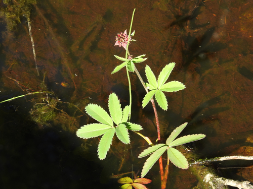 marsh cinquefoil