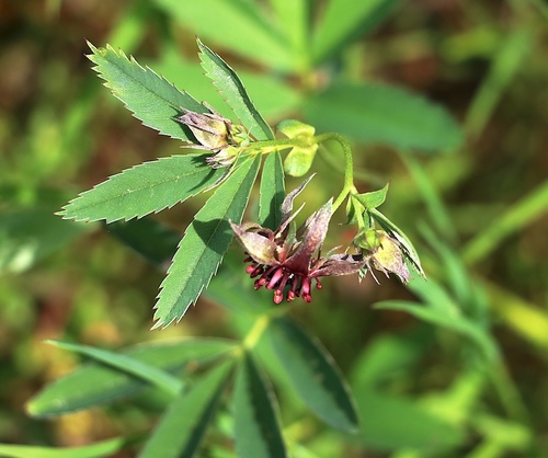 marsh cinquefoil