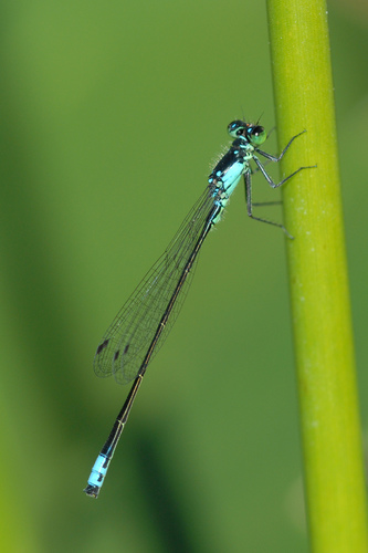 Pacific Forktail