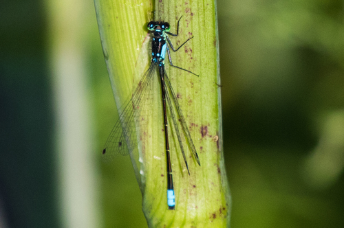 Pacific Forktail