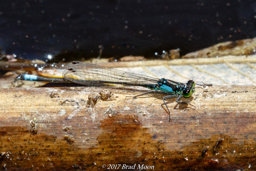 Pacific Forktail