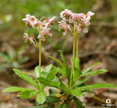 pipsissewa