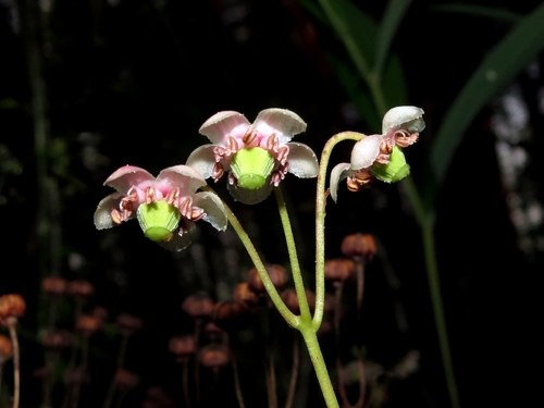 pipsissewa