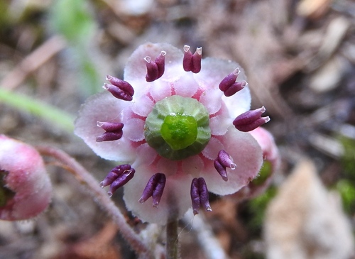 pipsissewa