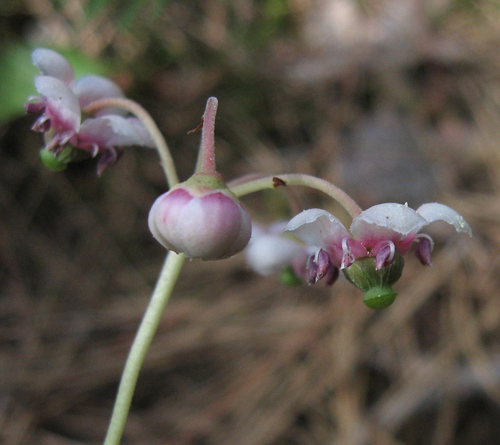 pipsissewa