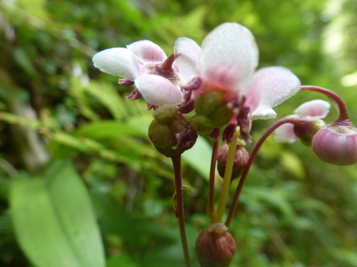 pipsissewa