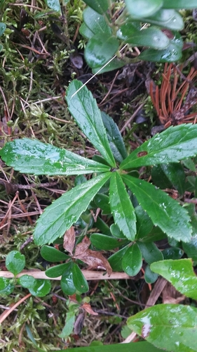 pipsissewa