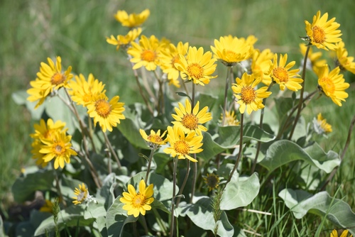 arrowleaf balsamroot