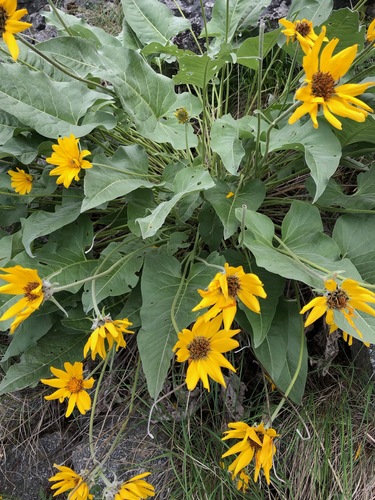 arrowleaf balsamroot