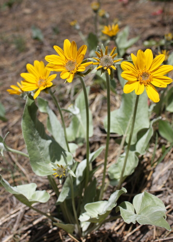 arrowleaf balsamroot