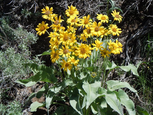arrowleaf balsamroot