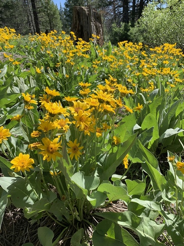 arrowleaf balsamroot