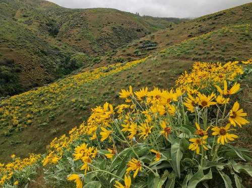 arrowleaf balsamroot