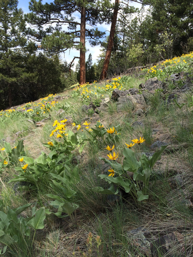 arrowleaf balsamroot