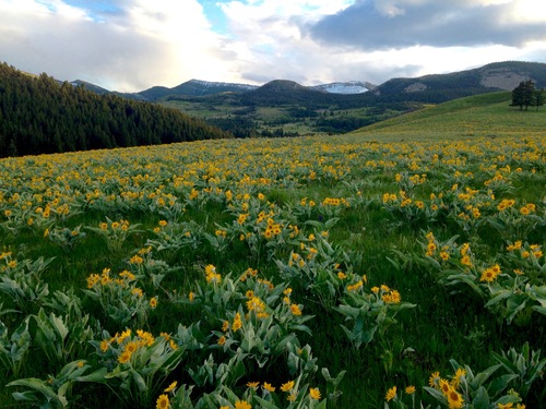 arrowleaf balsamroot