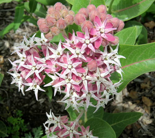 showy milkweed