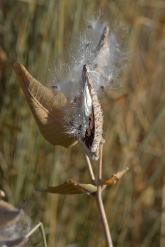 showy milkweed