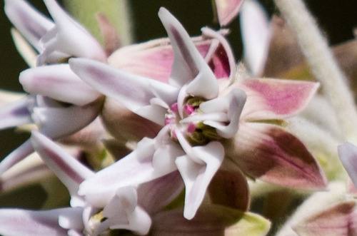 showy milkweed
