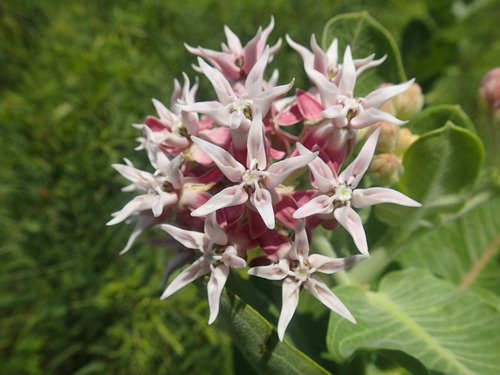 showy milkweed