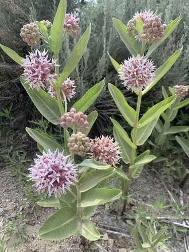showy milkweed