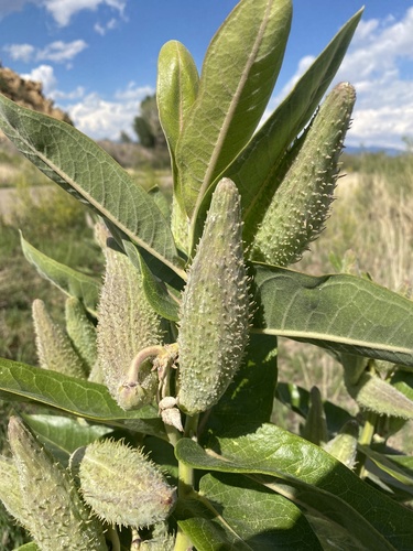showy milkweed
