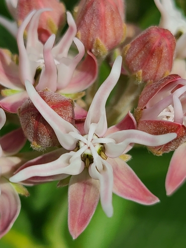 showy milkweed