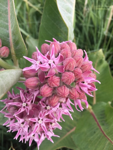 showy milkweed