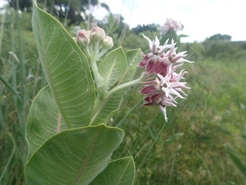 showy milkweed