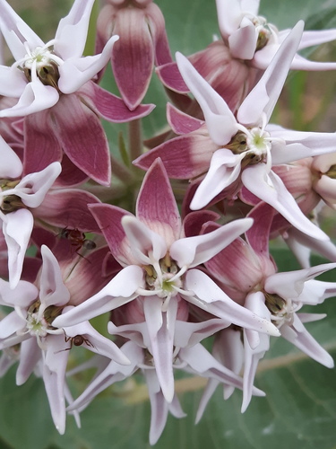 showy milkweed