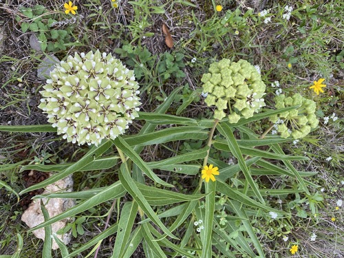 Antelopehorn Milkweed