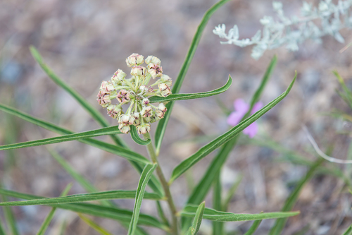 Antelopehorn Milkweed
