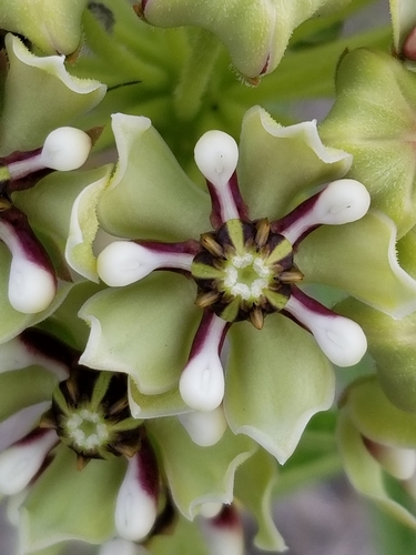 Antelopehorn Milkweed