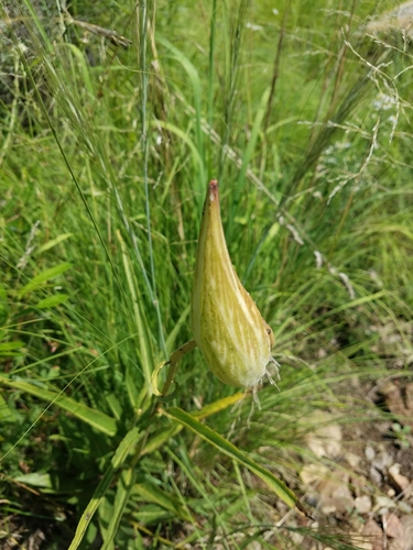 Antelopehorn Milkweed