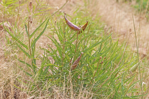 Antelopehorn Milkweed