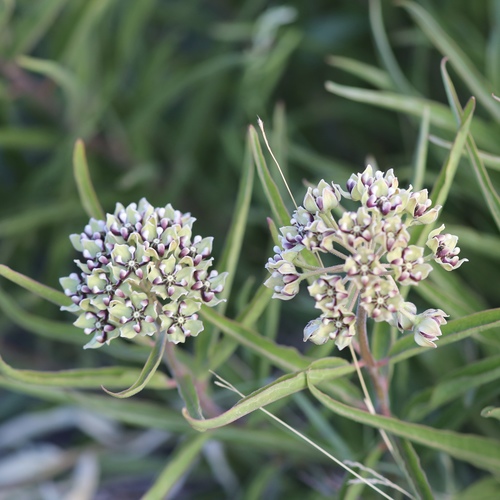 Antelopehorn Milkweed