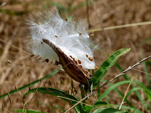 Antelopehorn Milkweed