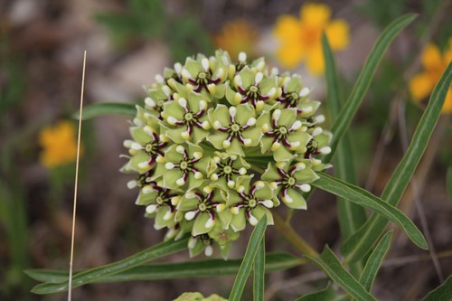 Antelopehorn Milkweed