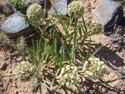 Antelopehorn Milkweed
