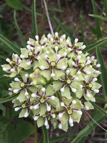 Antelopehorn Milkweed
