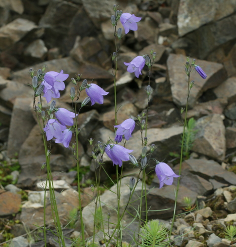 Common Harebell