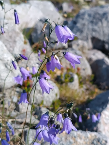 Common Harebell