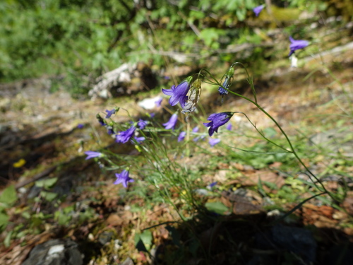 Common Harebell