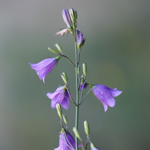 Common Harebell