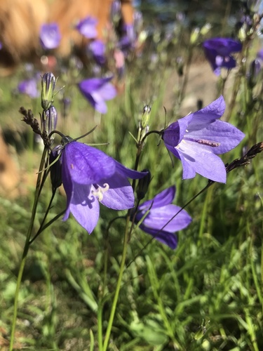 Common Harebell