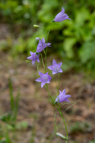 Common Harebell