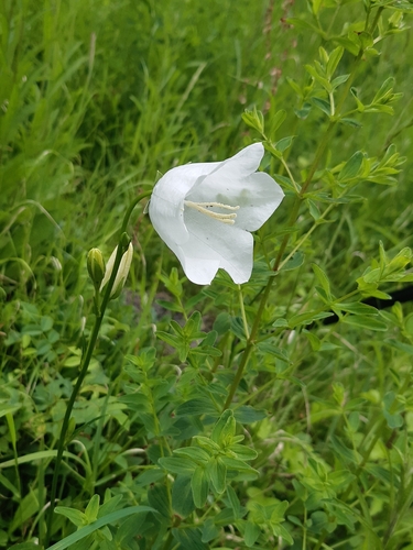 Common Harebell