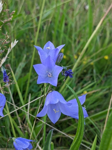 Common Harebell