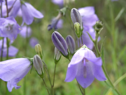 Common Harebell