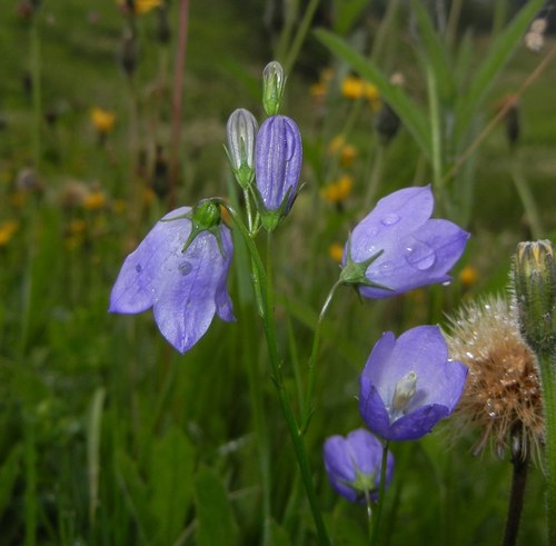 Common Harebell